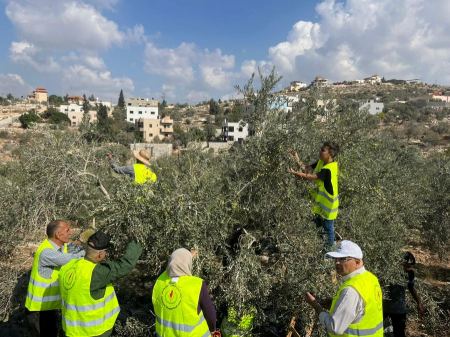 جبهة النضال الشعبي في طولكرم تنظم حملة دعم المزارعين في موسم قطف الزيتون